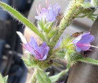 Echium vulgare image